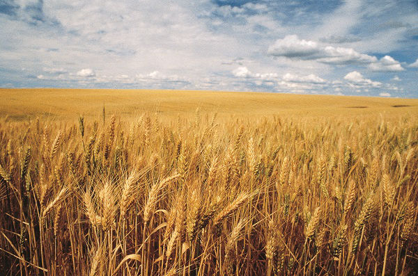 wheat field