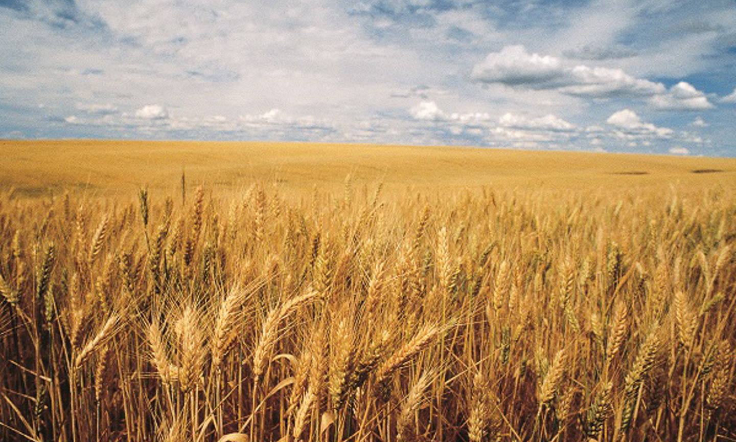 From Seed To Harvest: Bayer Cereal Solutions