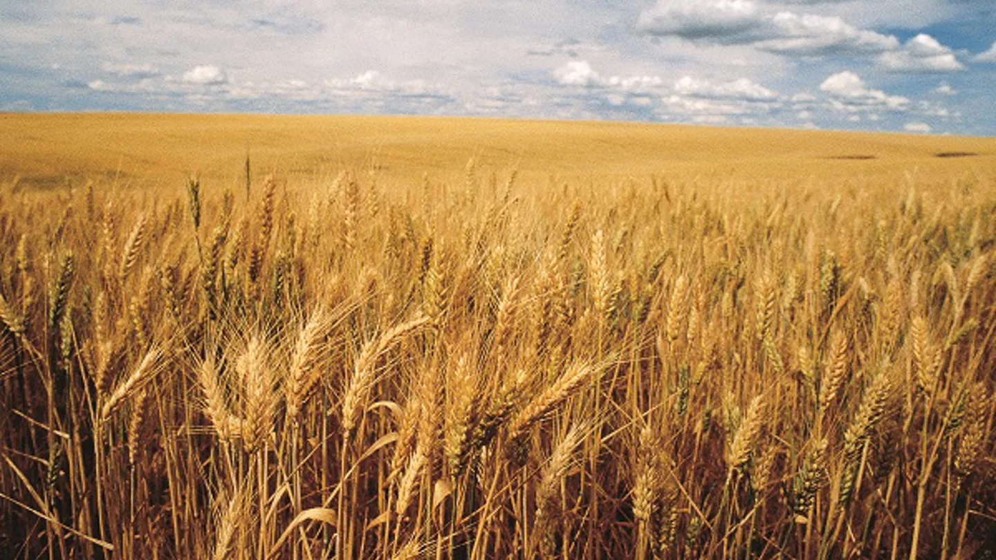 From Seed To Harvest: Bayer Cereal Solutions