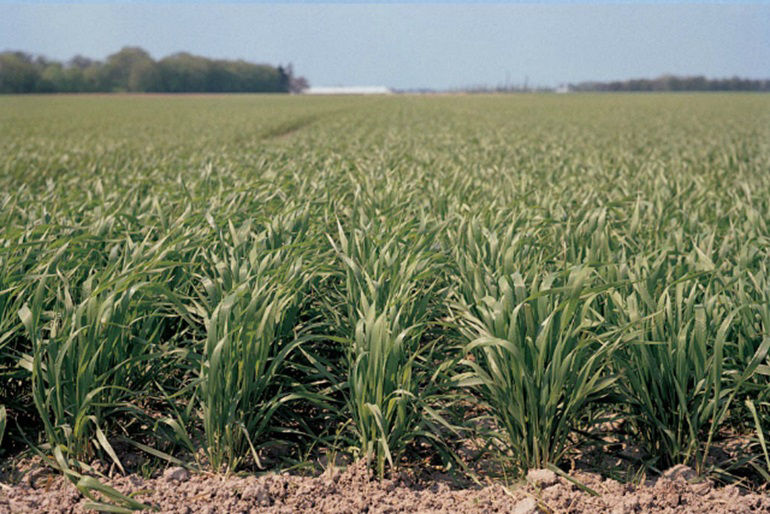 Climate and yield potential make winter wheat the wheat variety of choice in the Midwest and Central Great Plains. (Photo courtesy of Bayer)