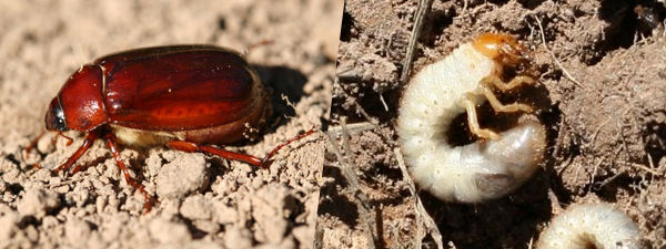  White Grubs in Corn and Soybeans