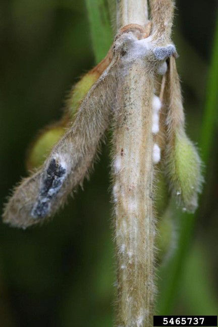 White mold on soybean