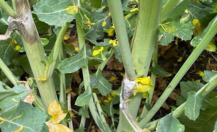 Putregaiul alb al tulpinilor de rapiță (Sclerotinia sclerotiorum (Lib.) de Bary) poate produce pagube însemnate în anii favorabili infecțiilor