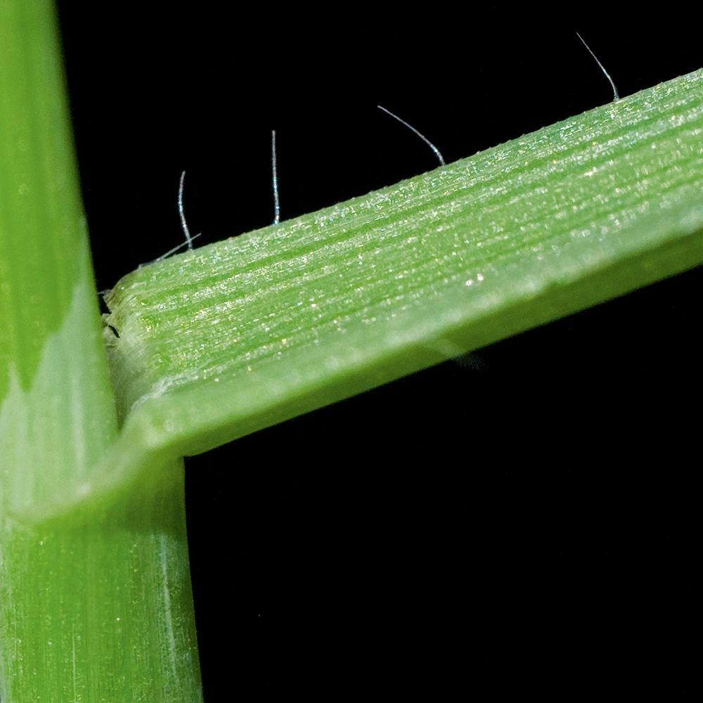 Wild Oat