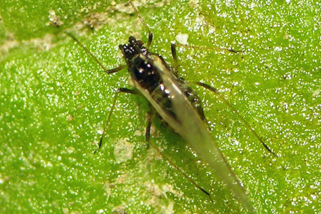 Winged (alate) adult green peach aphids