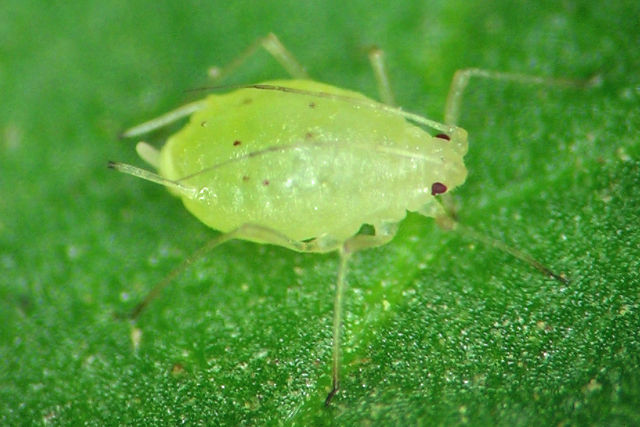 Wingless (apterous) green peach aphids can be pinkish, pale green, yellow or even almost white.