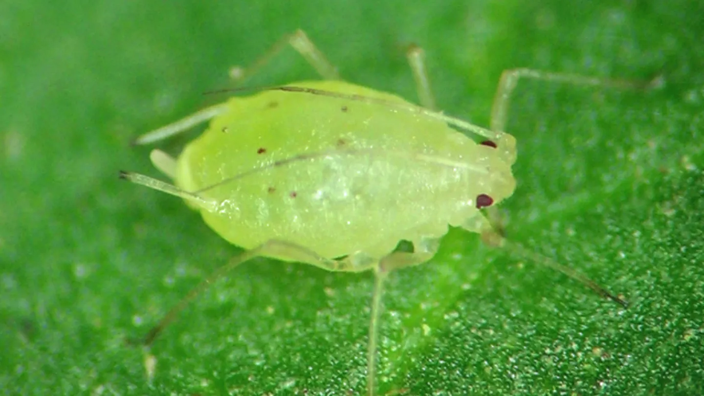 Tiny Aphids Can Wreak Big Havoc in Potato Fields