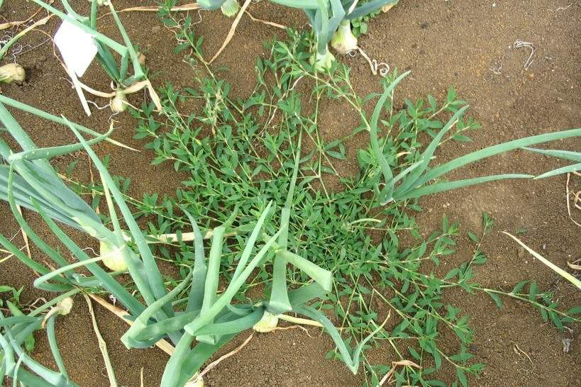 Wireweed
