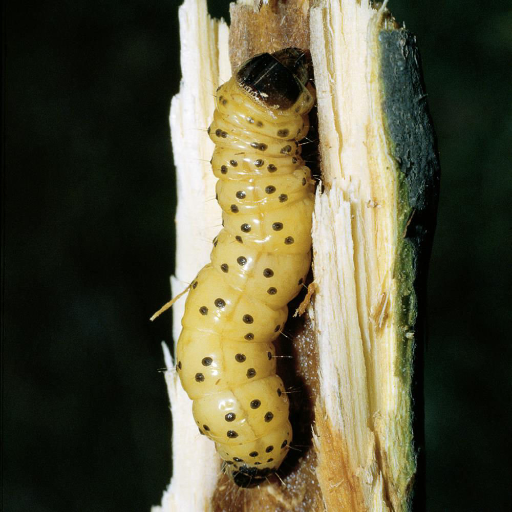 Wood Leopard Moth