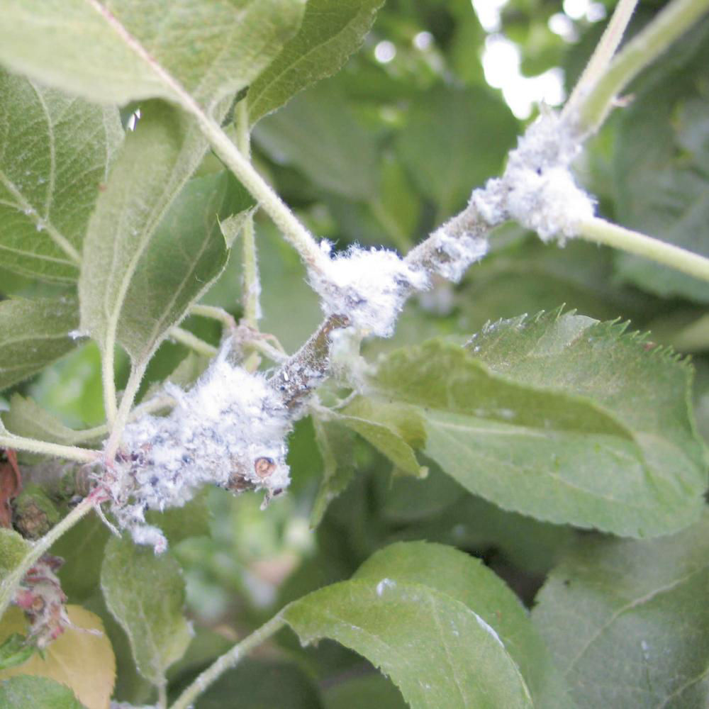 Woolly Apple Aphid