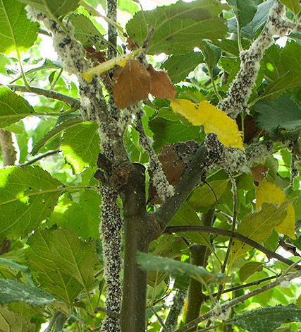 A major pest in every apple-growing area of Australia. As well as damaging the fruit, they can affect every part of an apple tree and reduce its overall health.