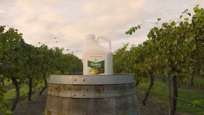 Xivana Prime Pack Shot - Vineyard