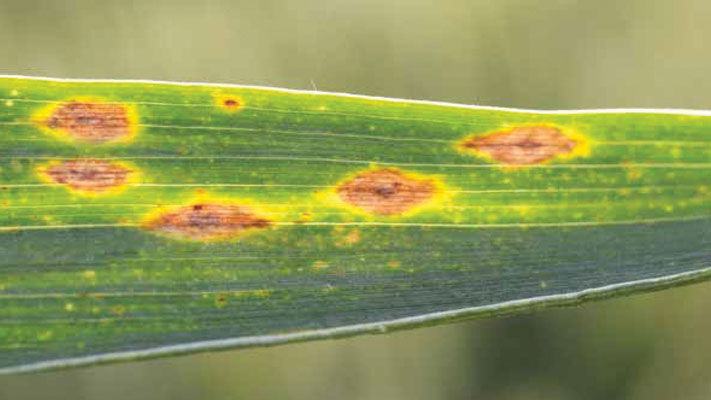 Affecting wheat, yellow leaf spot (YLS), also known as yellow spot and tan spot, is a widespread disease throughout wheat growing regions of Australia.