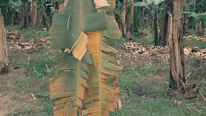 Yellow Sigatoka (YS) is a common fungal disease affecting bananas across banana growing regions of Australia. Also known as leaf spot and Sigatoka leaf spot, YS reduces the plants photosynthetic potential and subsequent bunch size.