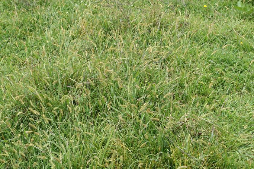 Yellow Bristle Grass
