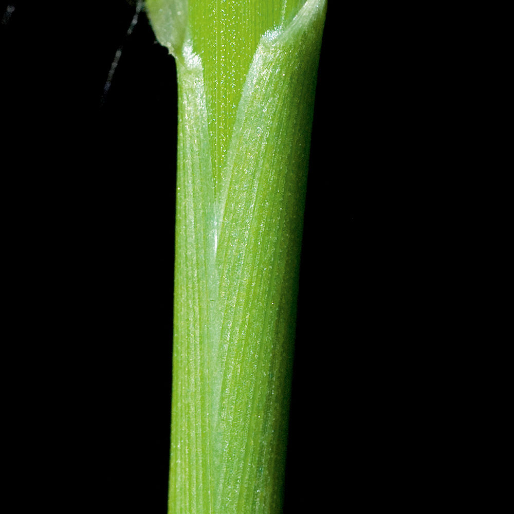 Yellow Foxtail