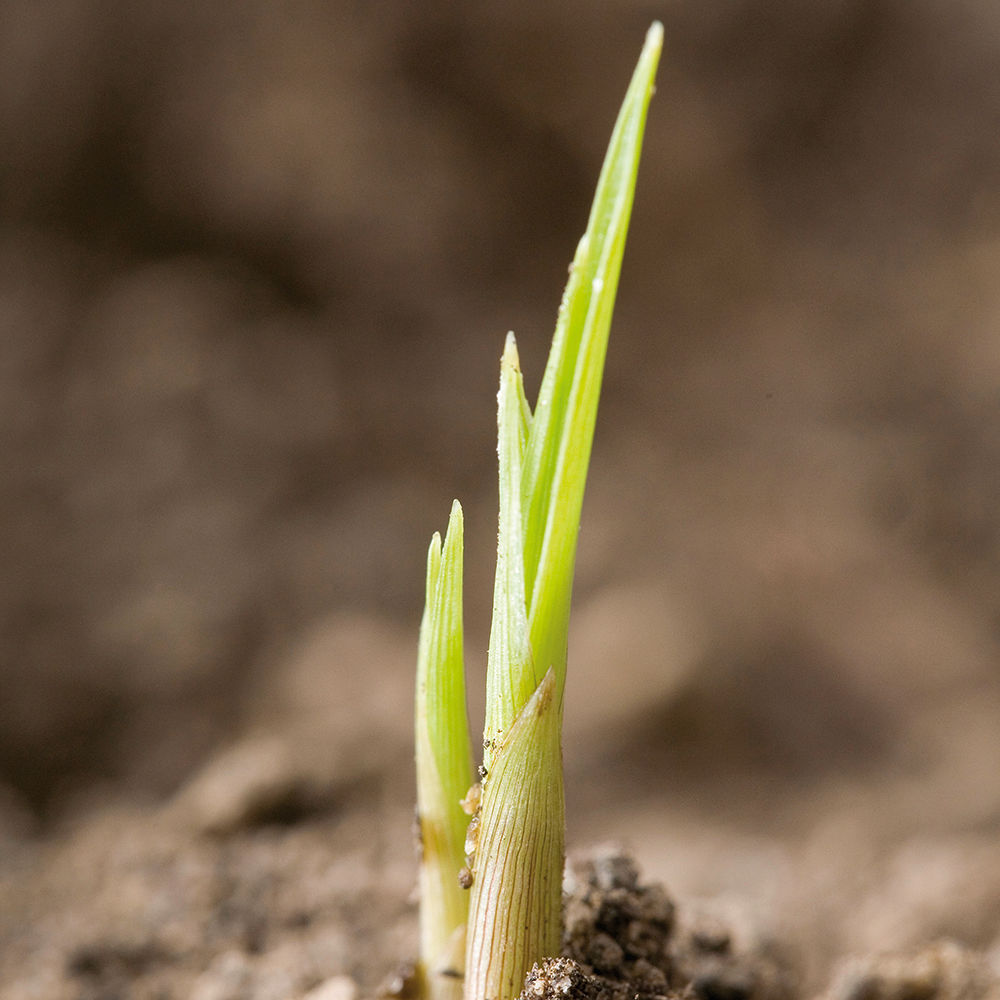 Yellow Nutsedge