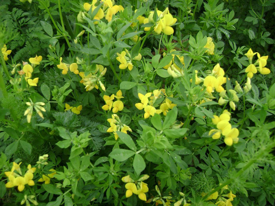 Yellow_Vetch