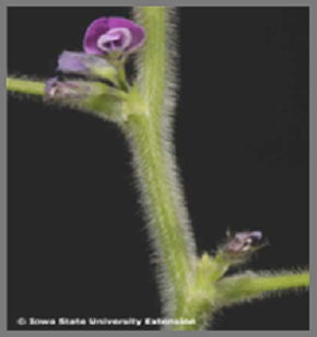 Figure 1. Soybean plant during beginning flowering (R1) growth stage. Photo courtesy of Iowa State University.