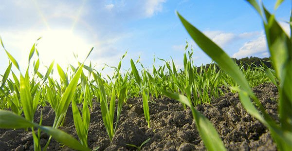 young wheat plants