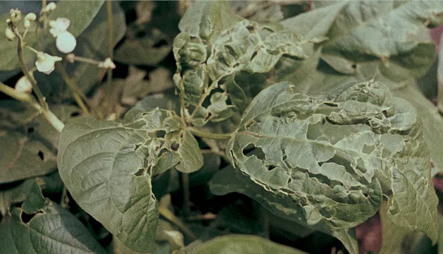 Bzdôšky