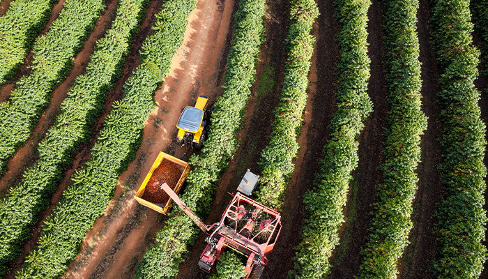 Produção de café no Brasil: veja o cenário e a importância