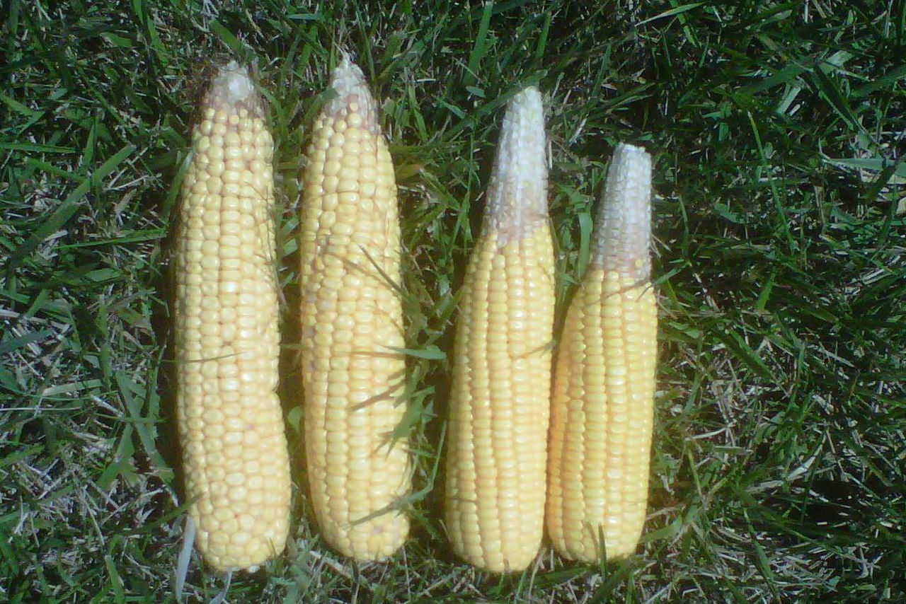Four corn ears not filled out with aborted corn ear tip