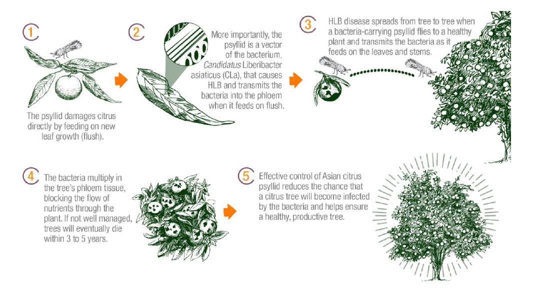 ACP Infographic