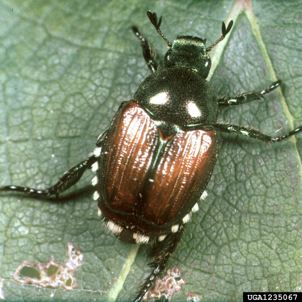 Adult Japanese Beetle