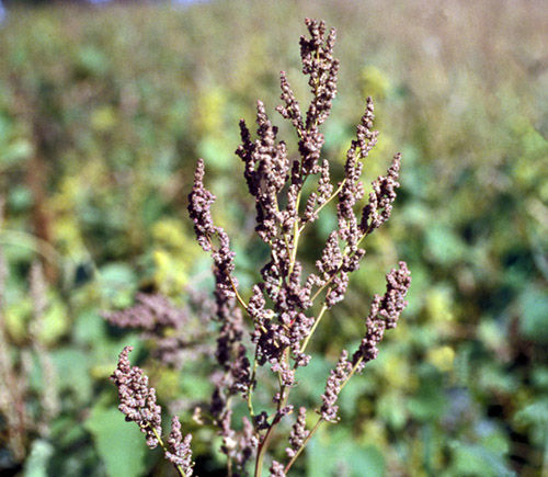 Lambsquarters seed head