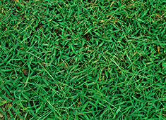 aerial view of crabgrass in field