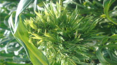 Effects of Flooding or High Rain Events on Corn Diseases.