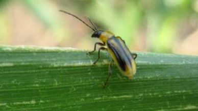 How To Manage Mexican, Western and Southern Corn Rootworm.