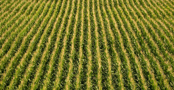Fungicides Protect Crop Potential and ROI