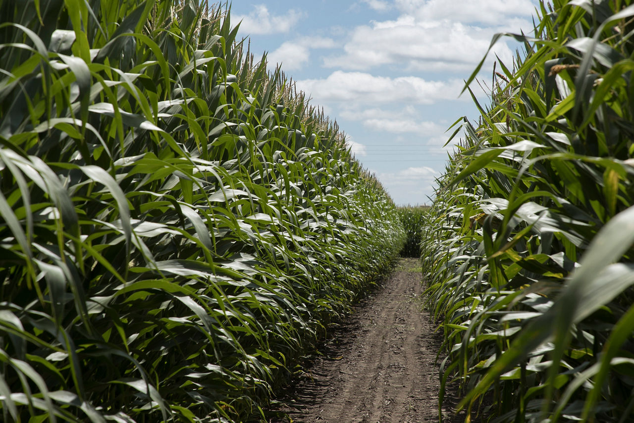 Understanding the Preceon™ Smart Corn System.