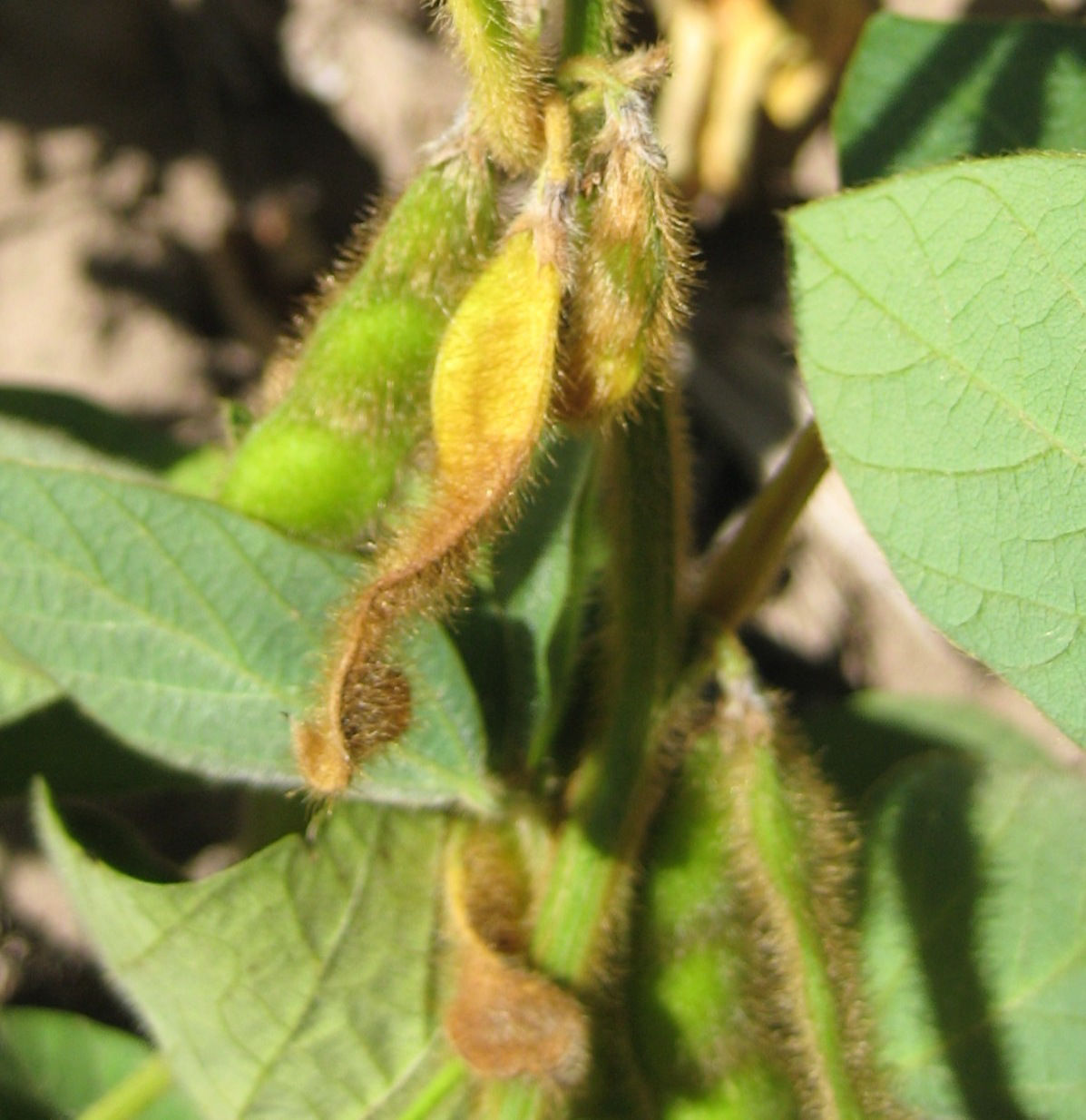 Drought Effect on Soybean Pod Fill.