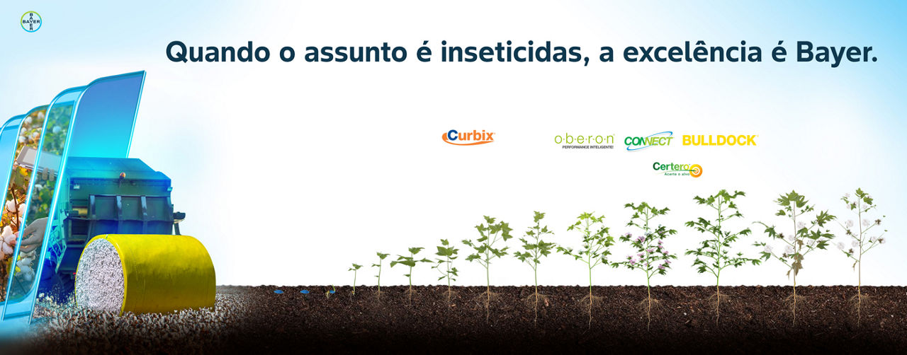 fenologia curbix algodão