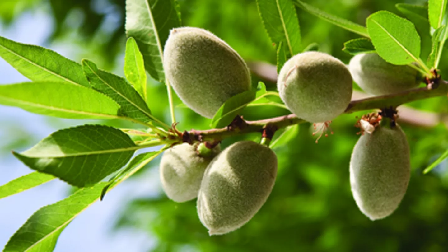 Protecting Almonds Through Petal Fall