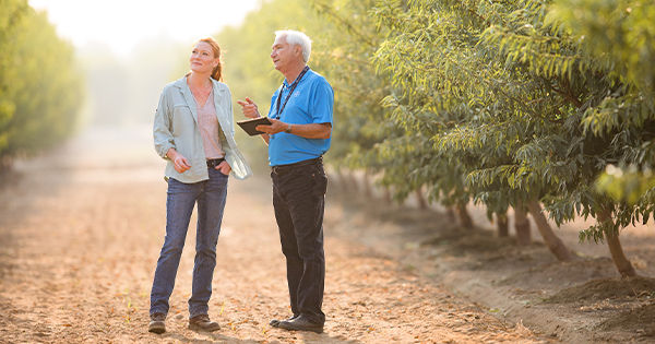 Two almond growers inspecting orchard