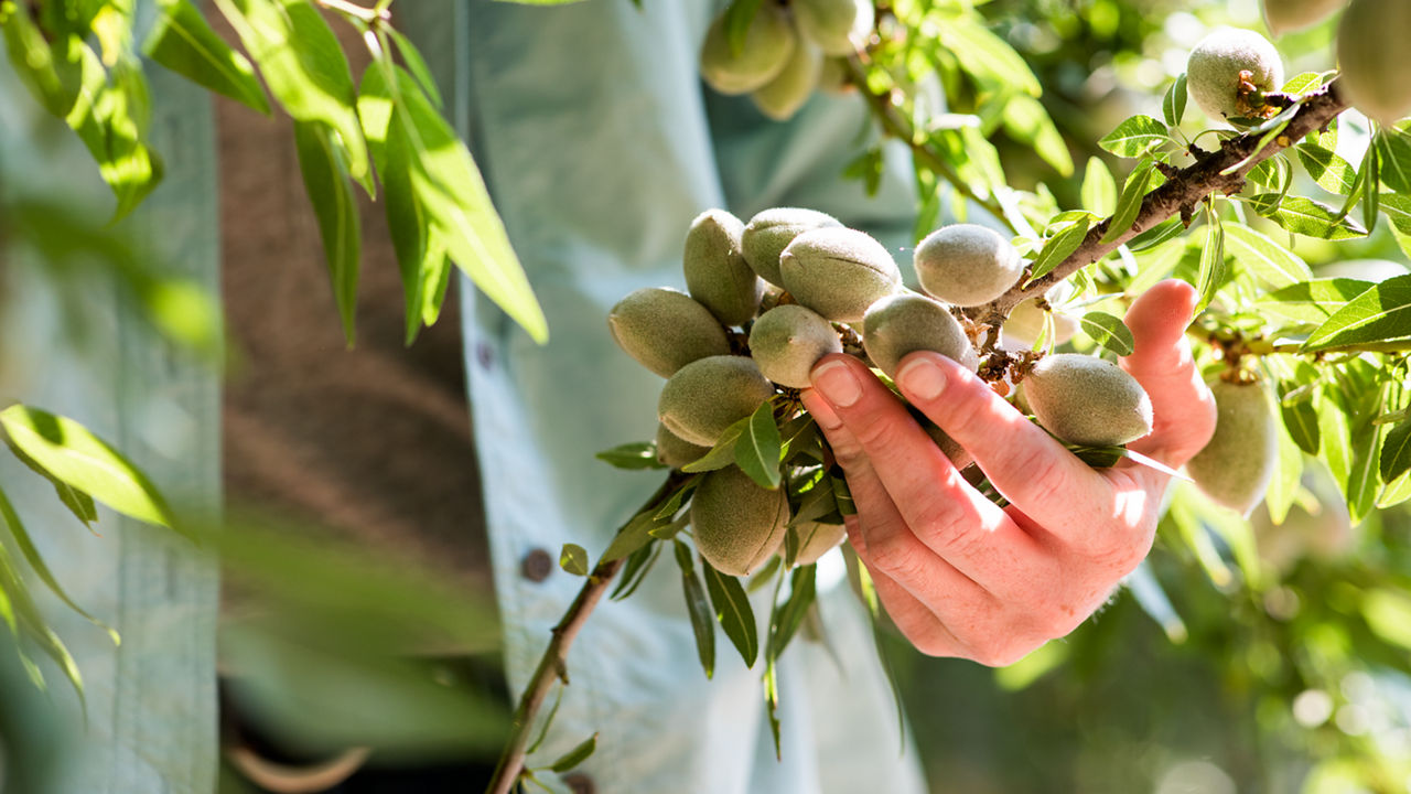 A farmer’s hand holding almonds on a branch