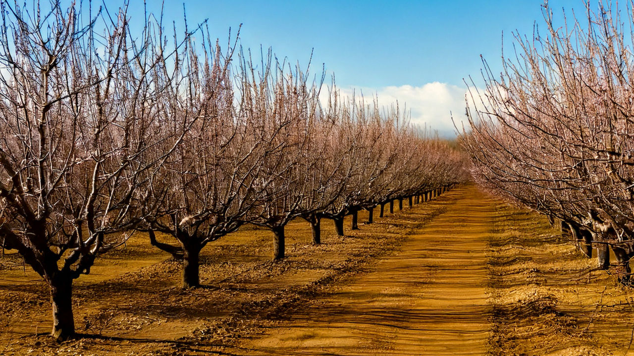 Rows of almond trees under a blue sky in dormancy