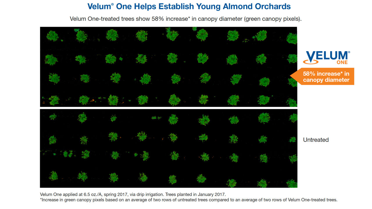 A graphic indicating Velum One’s help in establishing young almond orchards