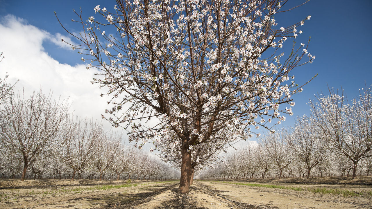 Rows of blooming almond trees under a blue sky