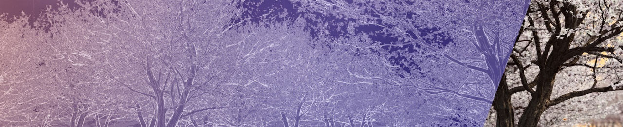 Almond trees in bloom during the fall with a purple overlay