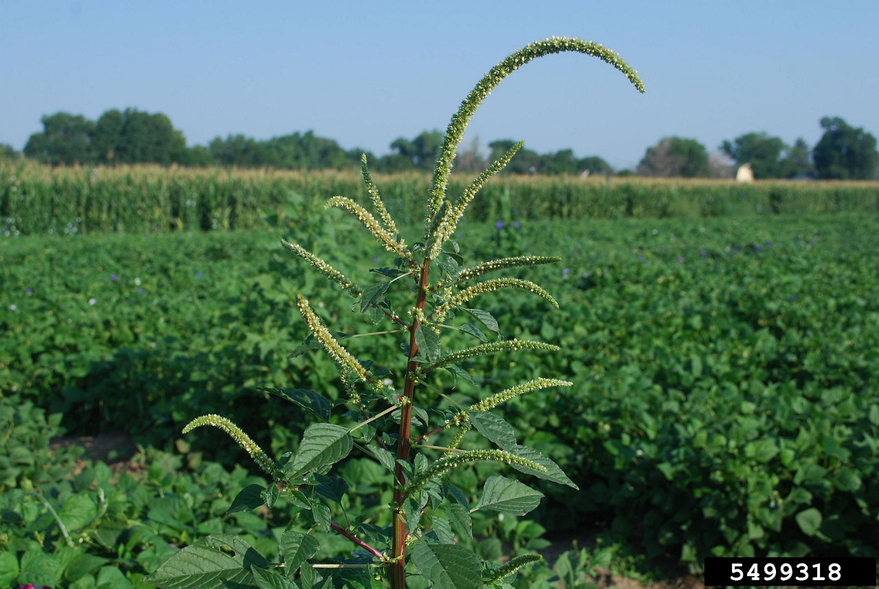 Soybean field which has a large female palmer amaranth plant with a large seed head.
