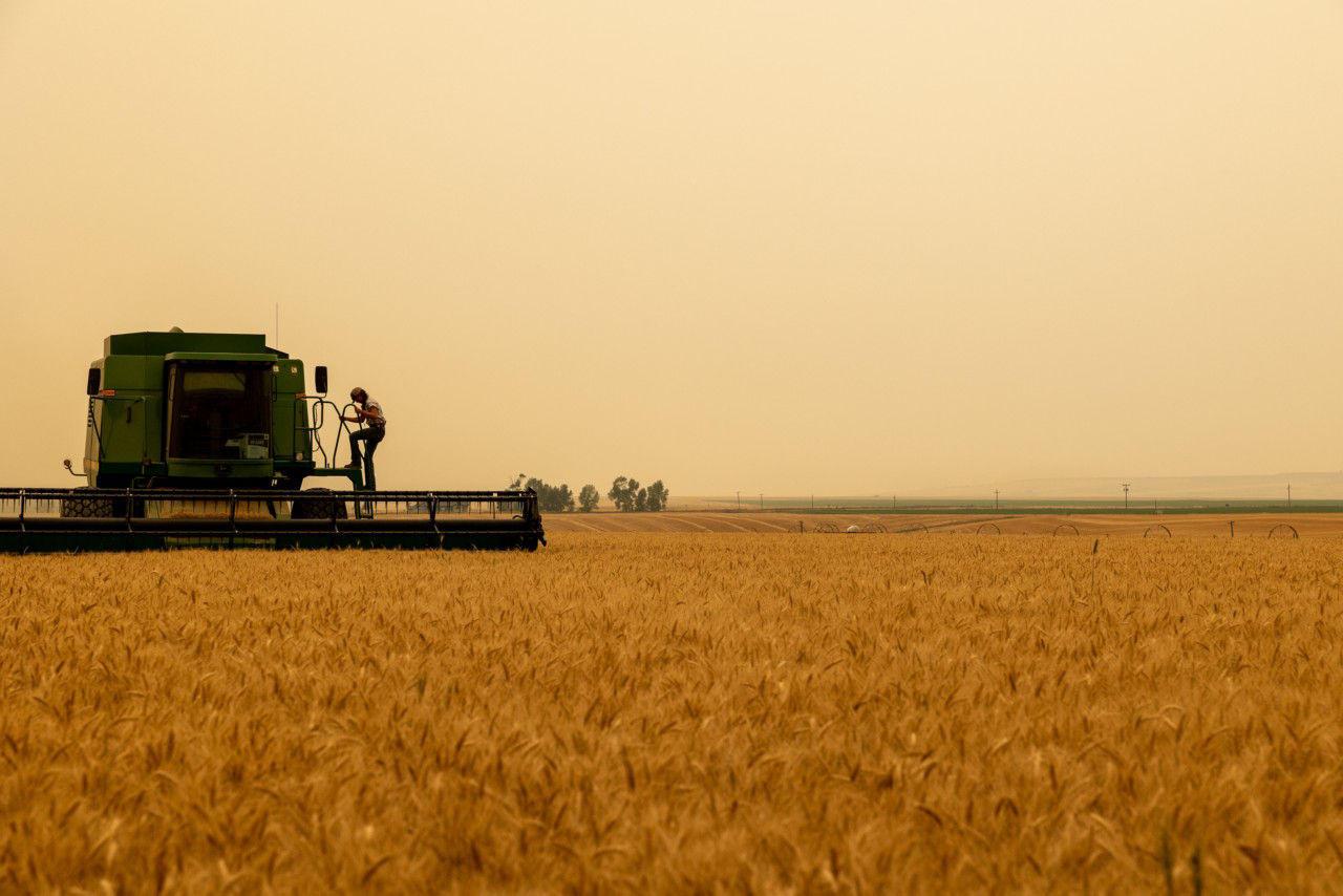 amber waves of grain