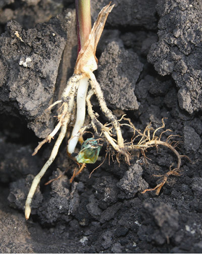 Damaged Stubby corn roots showing anhydrous ammonia injury 