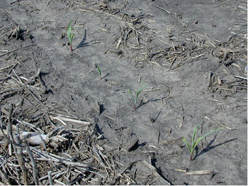 Corn field where anhydrous ammonia injury is causing uneven corn seedling emergence