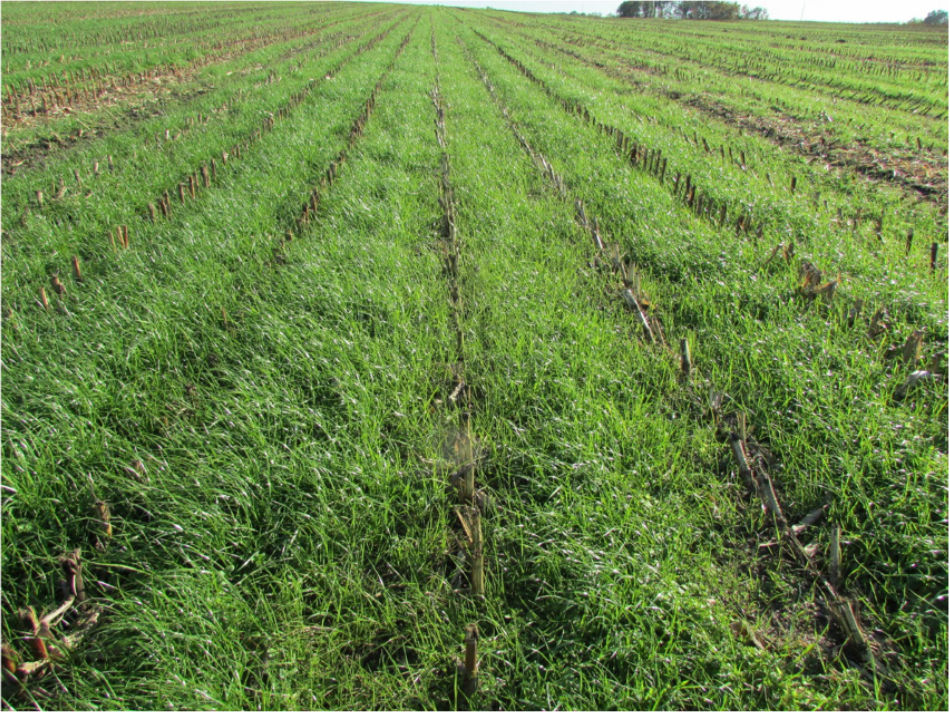 annual ryegrass growing through corn residue