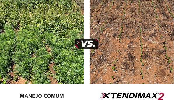 Controle eficaz em diversas plantas daninhas de folhas largas, incluindo aquelas que são difíceis de manejar, é com Xtendimax®2.